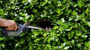 En juin, faut-il tailler ses haies après la forte pousse de printemps ? Voici ce qu’il faut faire