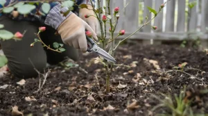 En mars, faites cette étape simple pour des rosiers épanouis et un jardin fleuri tout l’été