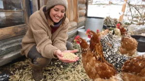 Faire germer le blé avant de le donner à ses poules : les avantages concrets à connaître