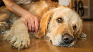 Golden retriever : pourquoi faut-il parfois se préparer à une vie plus courte à ses côtés ?