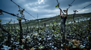 Grêle sur les vignes en fleur : « la récolte 2026 est compromise, on ne parle plus de récolte »
