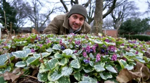 Jardiniers : cette vivace d’ombre méconnue illumine l’hiver, nourrit les abeilles et freine les herbes