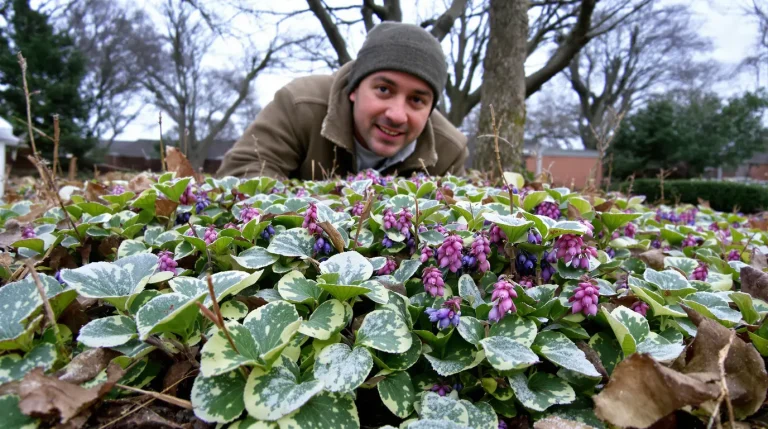 Jardiniers : cette vivace d’ombre méconnue illumine l’hiver, nourrit les abeilles et freine les herbes
