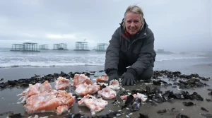 L’élevage funeste du saumon : la vérité sur une filière qui cache ses dégâts