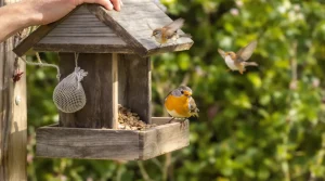 La date précise à partir de laquelle il faut réduire le nourrissage des oiseaux, voici pourquoi