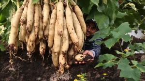 La plante de la semaine : facile à cultiver, cette géante des Andes cache un trésor au goût de poire