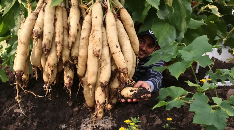 La plante de la semaine : facile à cultiver, cette géante des Andes cache un trésor au goût de poire