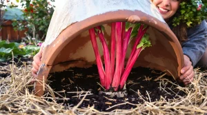 Le forçage de la rhubarbe : une méthode facile pour des tiges précoces et gourmandes