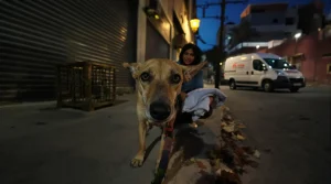 Maroc : derrière la CAN, l’extermination des chiens errants à cinq ans de la Coupe du monde