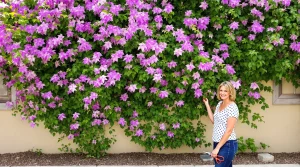 Oubliez le bougainvillier : cette grimpante fleurit tout l’été, supporte -12 °C et rafraîchit vos murs
