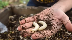 Peu de jardiniers distinguent ces deux larves blanches : pourtant, leurs effets au jardin sont opposés