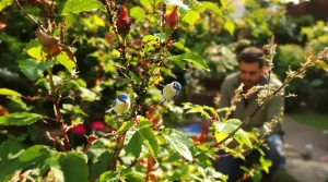 Pourquoi la présence de mésanges révèle un grave problème dans votre jardin