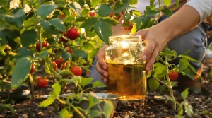 Purin de banane : cette astuce naturelle riche en potassium réveille vraiment votre potager