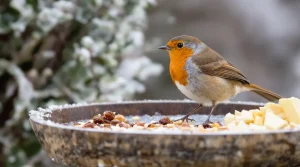 Rouges-gorges affamés cet hiver : 6 aliments à laisser dehors que la plupart des amateurs d&rsquo;oiseaux oublient d&rsquo;offrir