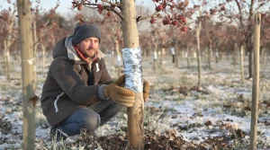 Un rouleau d’aluminium suffit pour sauver ses arbres fruitiers : des dégâts évités chaque hiver