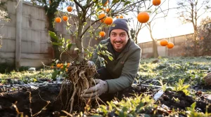 Ce fruitier méconnu d’Asie résiste à -15 °C : planté maintenant, il offre des récoltes dès l’automne