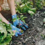 Potager en hiver pendant la saison froide