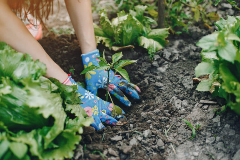 Potager en hiver pendant la saison froide