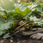 découvrez les différents usages des feuilles de rhubarbe au jardin et les précautions essentielles à prendre pour les utiliser en toute sécurité.